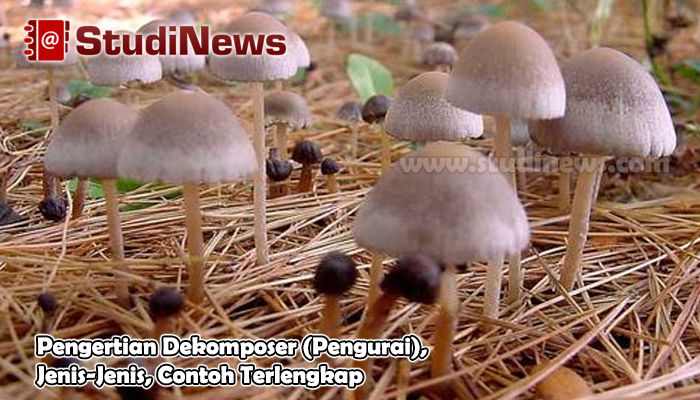   Pengertian Dekomposer  Pengurai Jenis dan Contohnya 