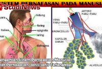 Pengertian Sistem Pernapasan Manusia, Alat Pernapasan, Jenis-Jenis