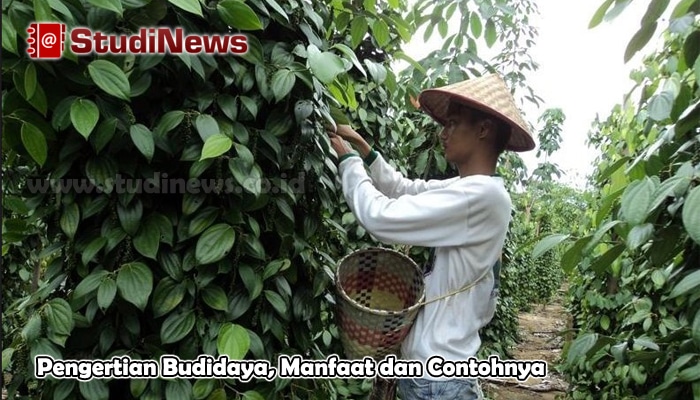 Pengertian Budidaya, Manfaat dan Contohnya
