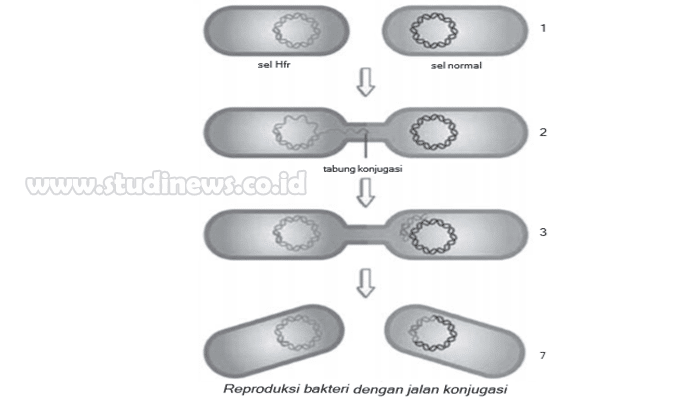 Penjelasan Reproduksi Bakteri Secara Seksual Aseksual