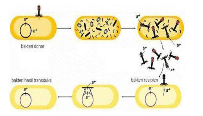 reproduksi transduksi