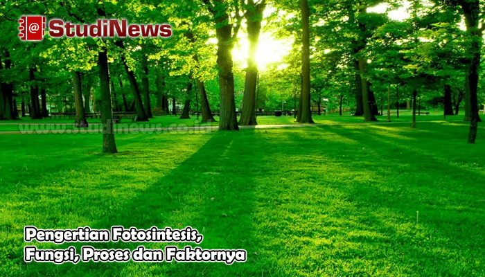 Pengertian Fotosintesis Fungsi Proses dan Faktornya