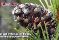 Pengertian Tumbuhan Berbiji Klasifikasi dan Manfaatnya