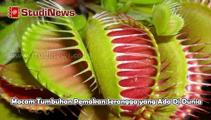  Ciri  Ciri  Khusus Tumbuhan  Venus  Flytrap Ini Cirinya