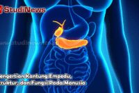 Pengertian Kantung Empedu Struktur dan Fungsi Pada Manusia