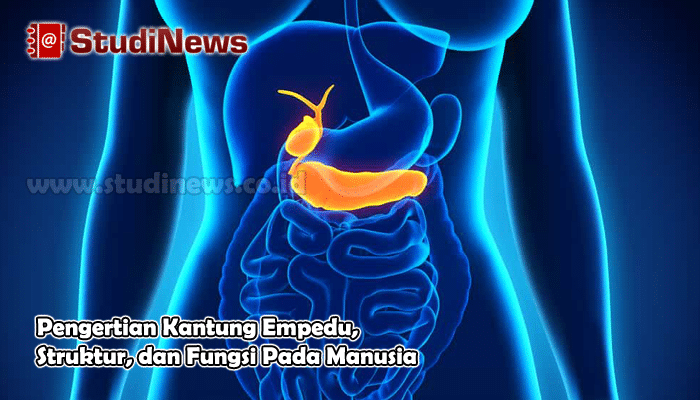 Pengertian Kantung Empedu Struktur dan Fungsi Pada Manusia