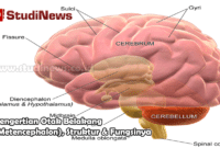 Pengertian Otak Belakang (Metencephalon) Struktur & Fungsinya