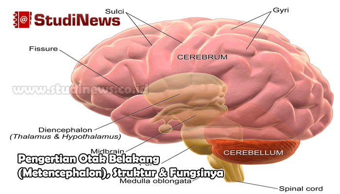 Pengertian Otak Belakang (Metencephalon) Struktur & Fungsinya