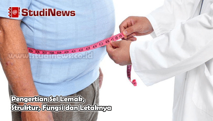 Pengertian Sel Lemak Struktur Fungsi Dan Letaknya