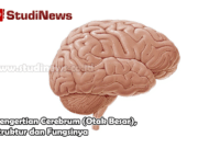 Pengertian Cerebrum (Otak Besar) Struktur dan Fungsinya